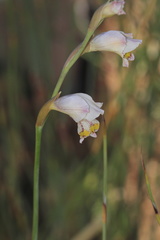 Gladiolus martleyi