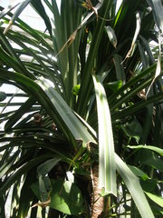Pandanus furcatus