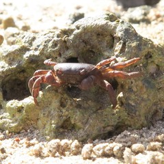 Cyclograpsus integer