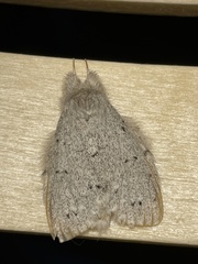 Cnethodonta grisescens