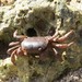 Cyclograpsus integer - Photo (c) Crabs' Promenade カニの散歩道, μερικά δικαιώματα διατηρούνται (CC BY-NC), uploaded by Crabs' Promenade カニの散歩道