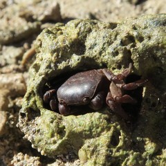 Cyclograpsus integer