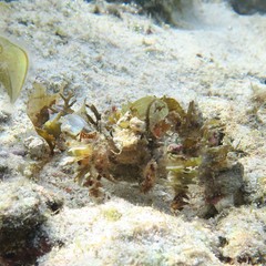 Camposcia retusa