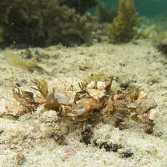 Camposcia retusa