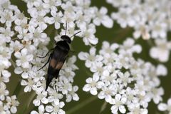 Variimorda villosa