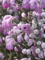 Erica passerina