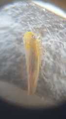 Cicadellidae