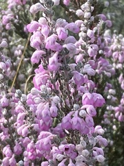Erica passerina
