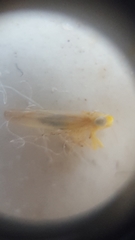 Cicadellidae