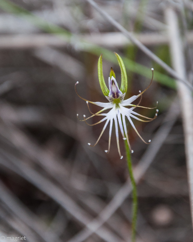 Holothrix etheliae