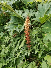 Orobanche reticulata