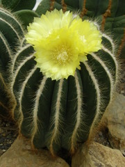Parodia magnifica