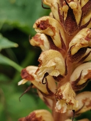 Orobanche reticulata