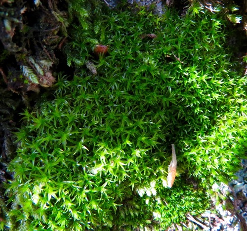 iNaturalist observation photo of Mosses