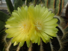Parodia magnifica
