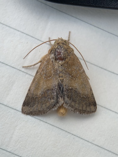 Camphorweed Flower Moth photo 2