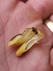 Orobanche reticulata