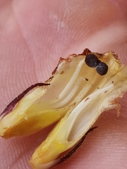 Orobanche reticulata