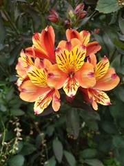 Alstroemeria aurea