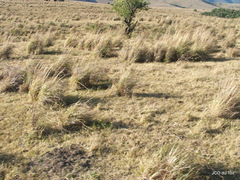 Cymbopogon nardus