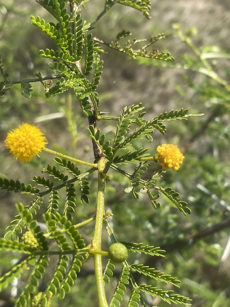 Sticky Acacia