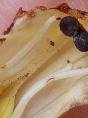 Orobanche reticulata