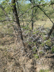 Acacia borleae image