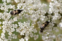 Variimorda villosa