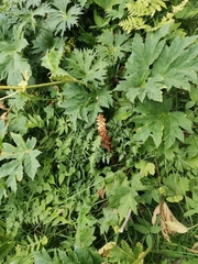 Orobanche reticulata
