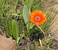 Gerbera aurantiaca