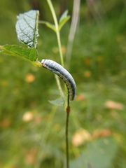 Monostegia abdominalis