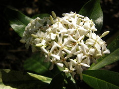 Pavetta indica