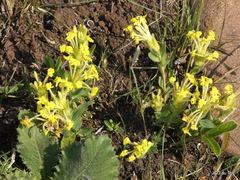 Lasiosiphon anthylloides