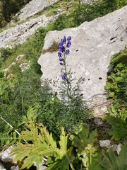 Aconitum angustifolium