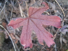 Pelargonium articulatum