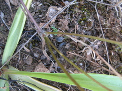 Pelargonium articulatum