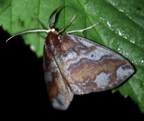 Lobopola cimarrona