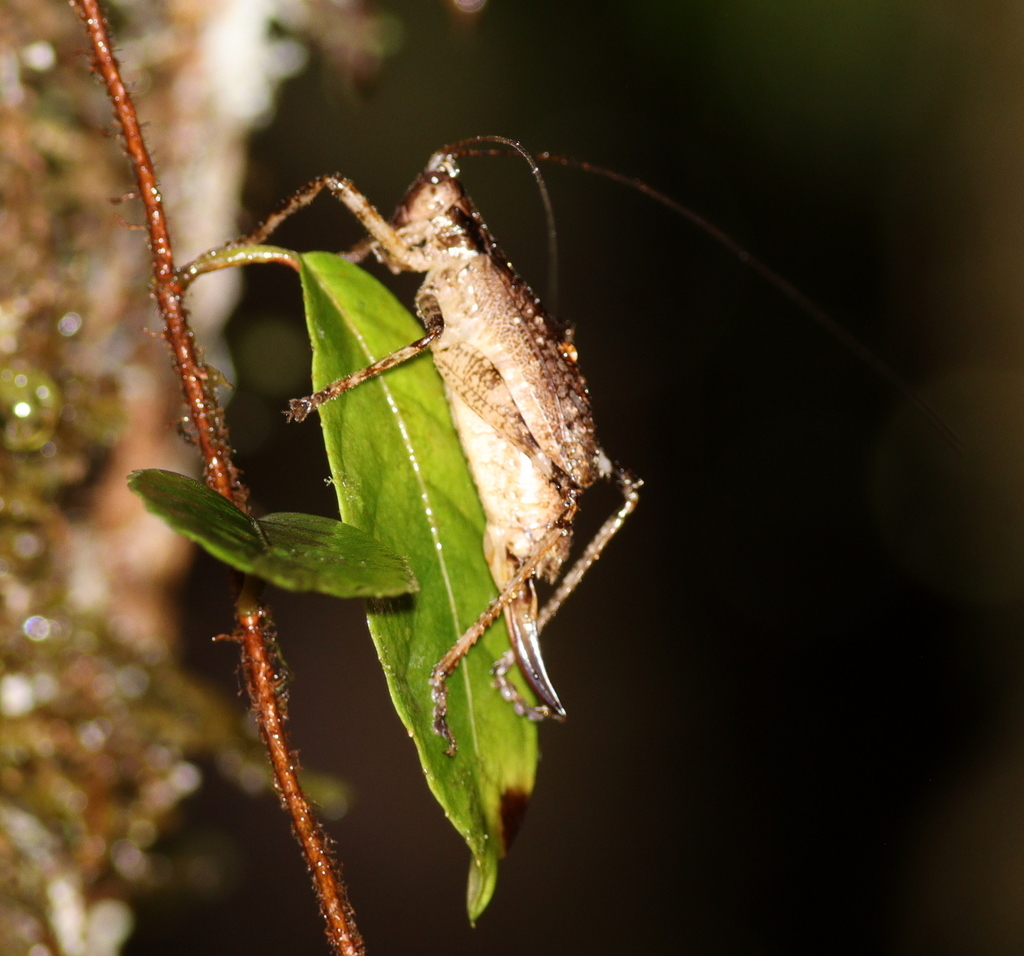 Nannonotus alatus