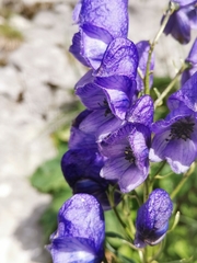 Aconitum angustifolium