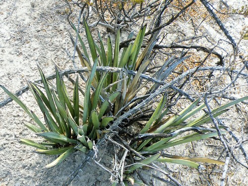 Image of Yucca endlichiana by (c) amantedarmanin, some rights reserved (CC BY)