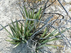 Yucca endlichiana