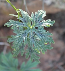 Pelargonium articulatum
