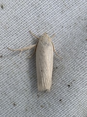 Gonioterma mistrella