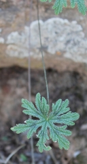 Pelargonium articulatum
