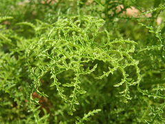 Pelargonium denticulatum