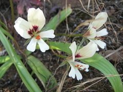 Pelargonium articulatum