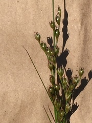Juncus dichotomus