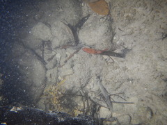 Apogon maculatus
