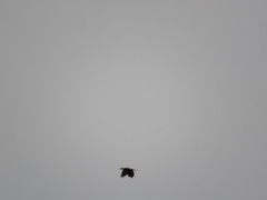 Psarocolius bifasciatus