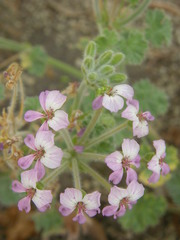 Pelargonium cortusifolium